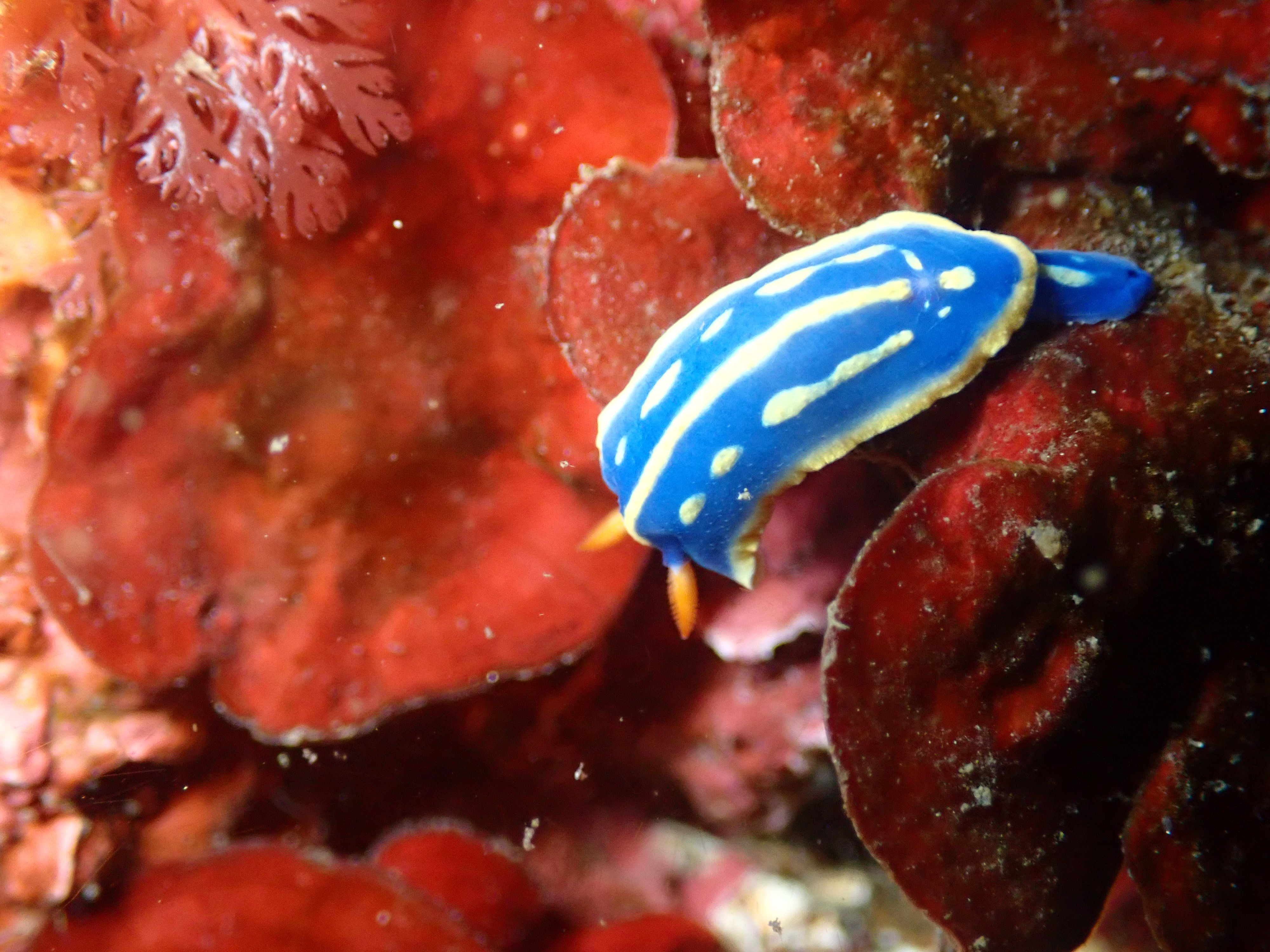 三浦の海の生き物
