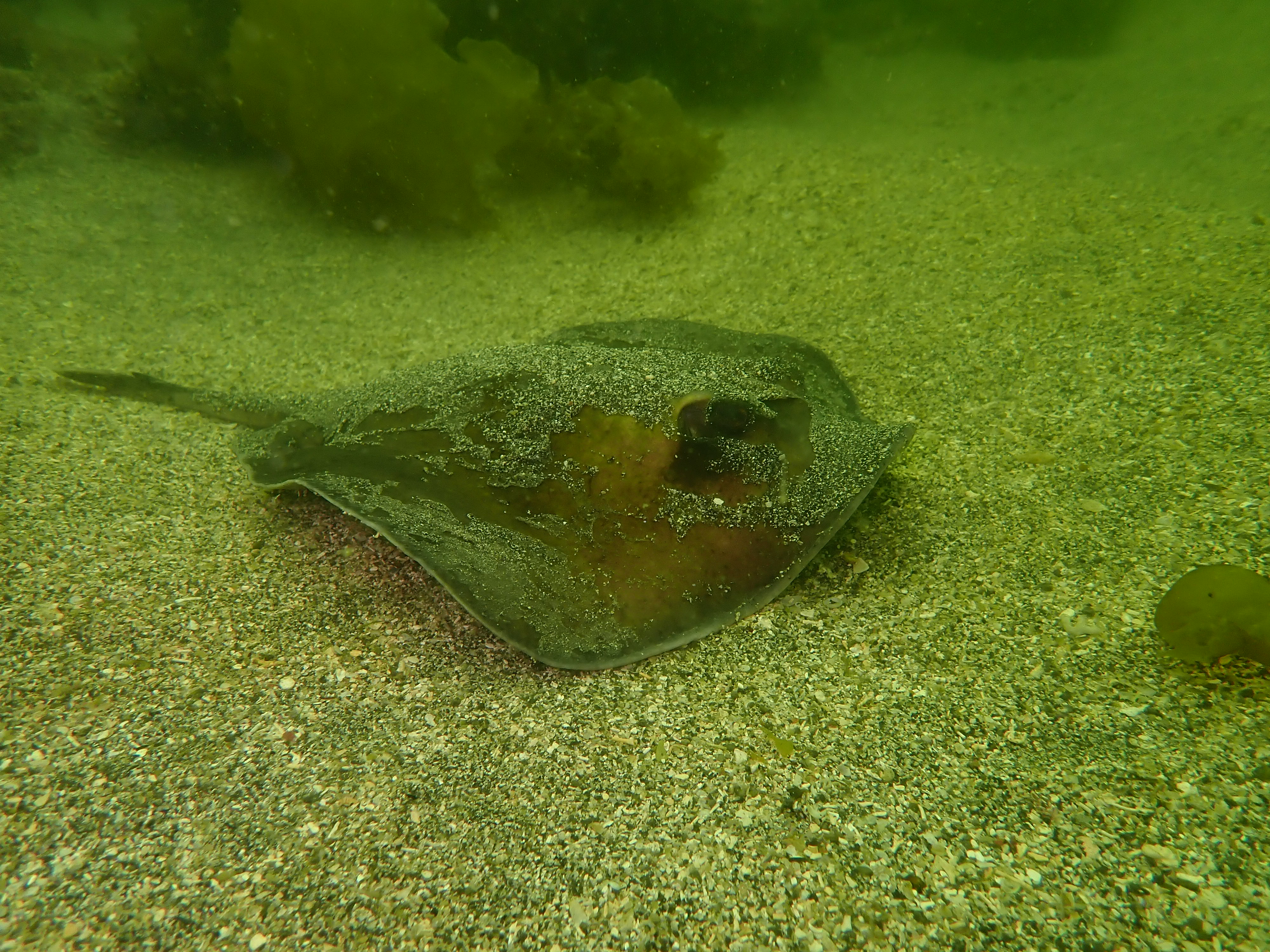 砂地にいるヒラタエイ
