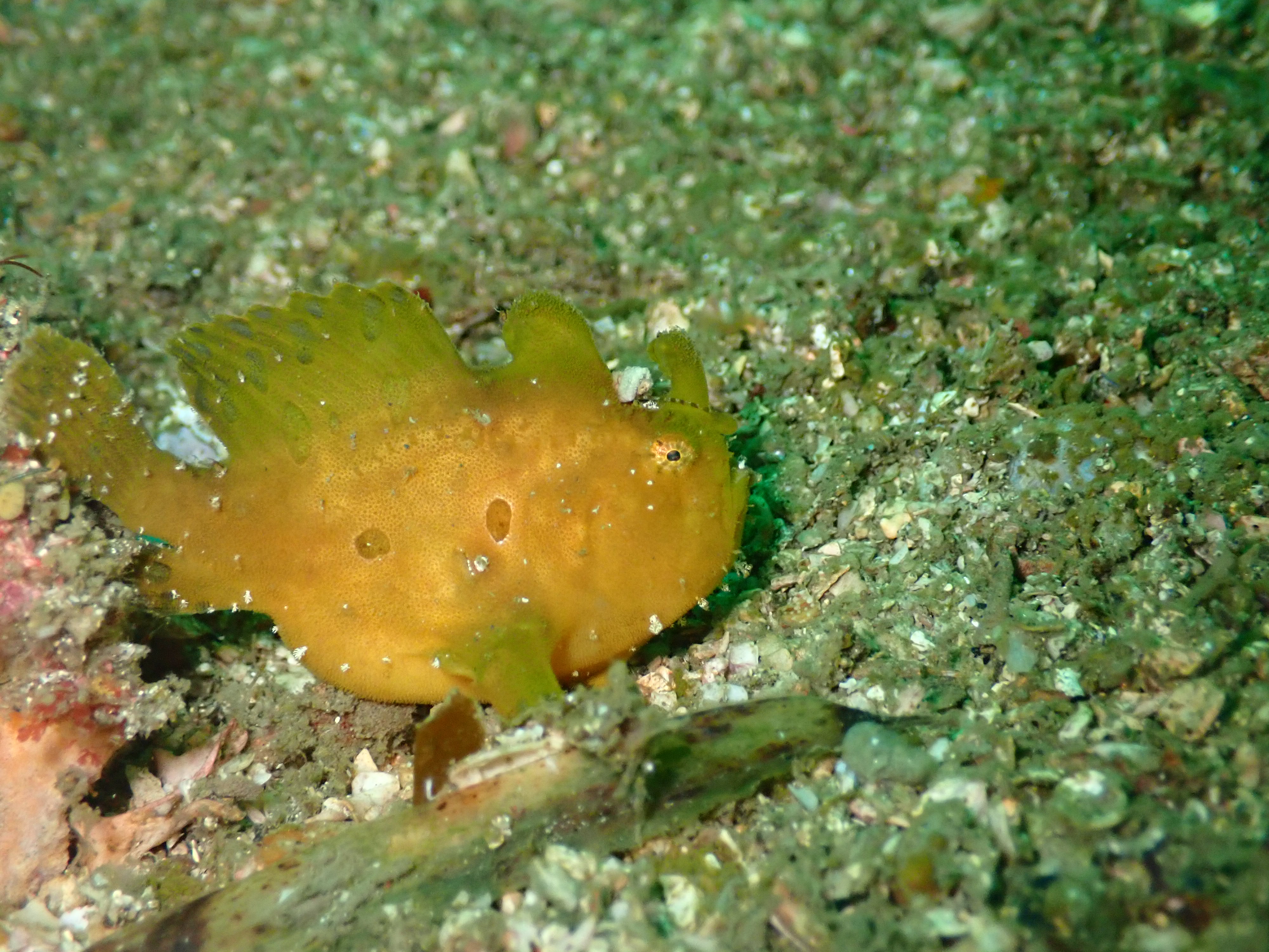 砂地に擬態するカエルアンコウ