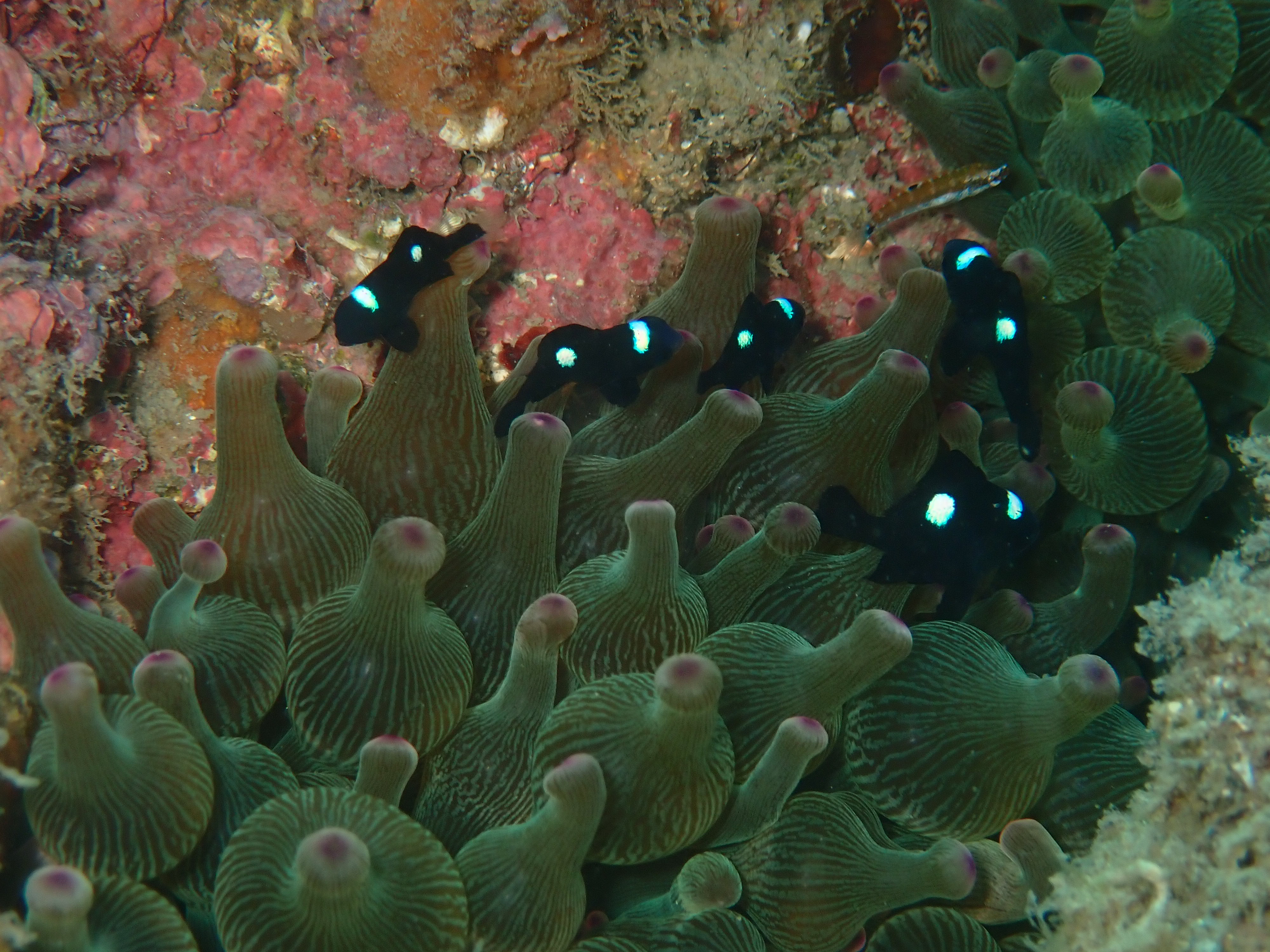 イソギンチャク周りにいるミツボシクロスズメダイの幼魚