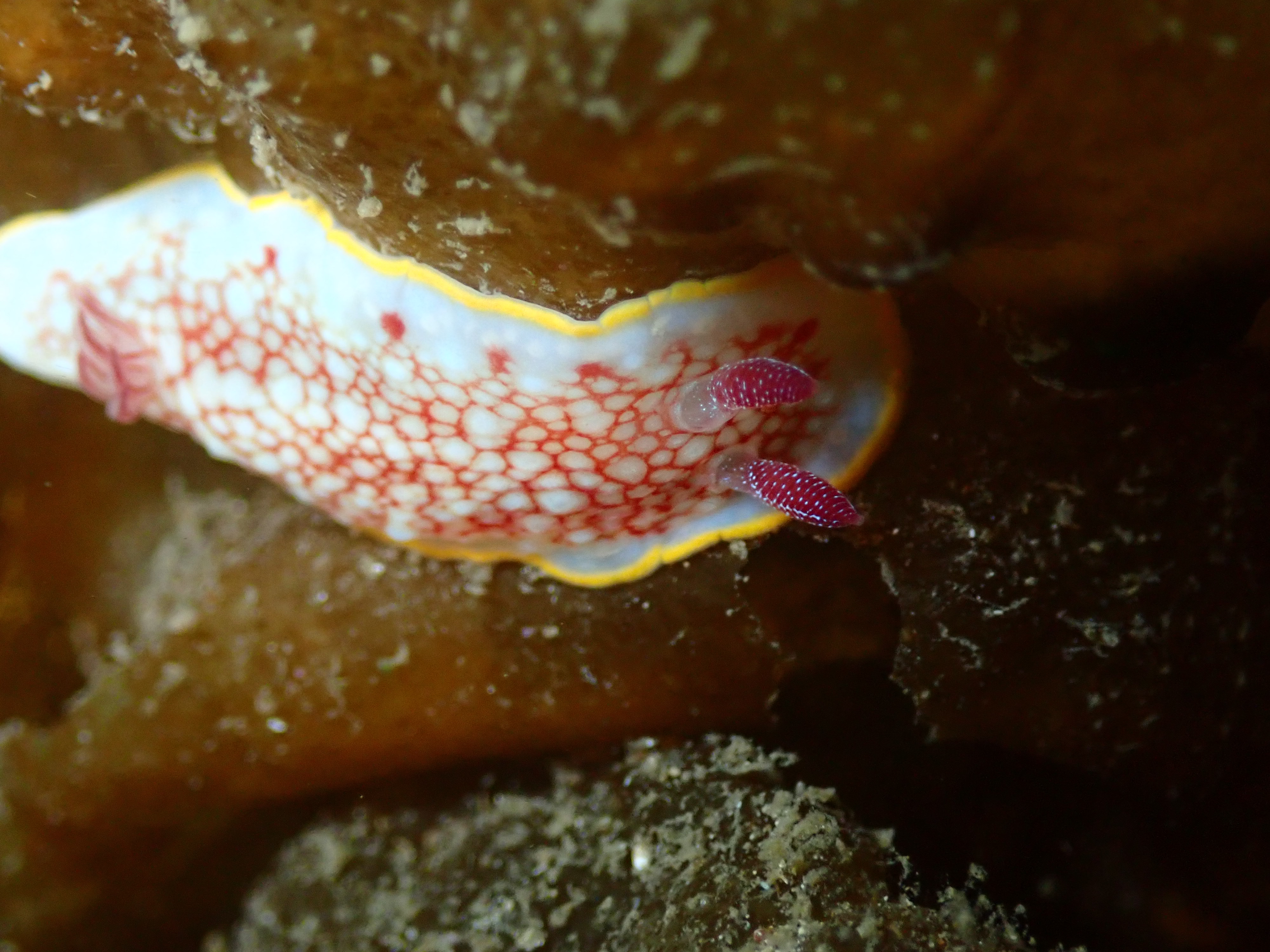 サラサウミウシ