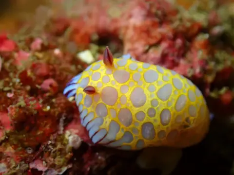 オレンジ色の体に青い模様のボブサンウミウシ