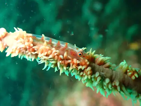 ムチカラマツの枝にとまるガラスハゼ