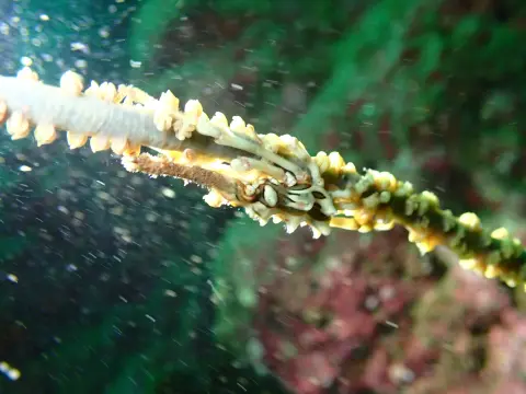 ヤギ類にそっくりなイボイソバナガニ