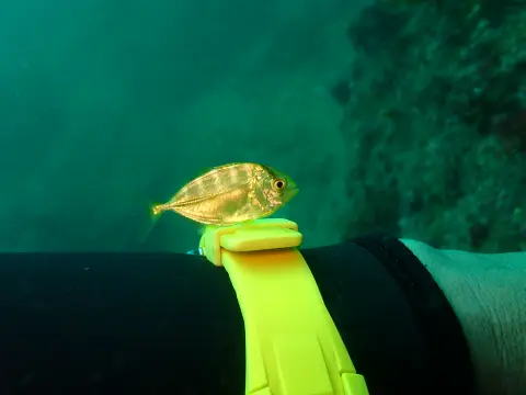 黄金色に輝くコガネアジ