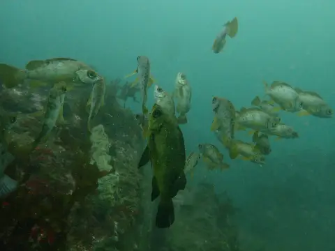 岩礁のそばに浮かぶメバル