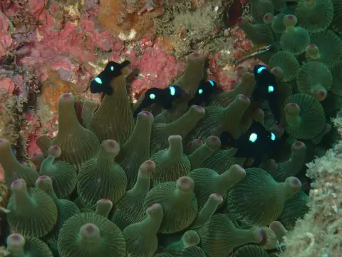 イソギンチャク周りにいるミツボシクロスズメダイの幼魚