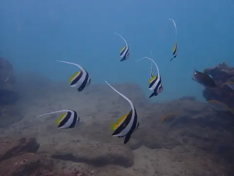 ムレハタタテダイ