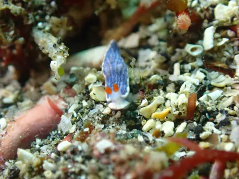 サメジマオトメウミウシ