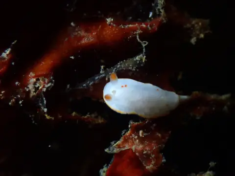 シラユキウミウシ