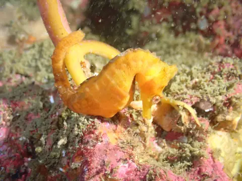 宮川湾で見られるタツノオトシゴ