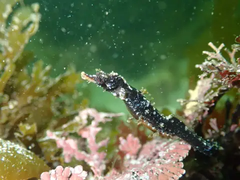 タツノイトコ