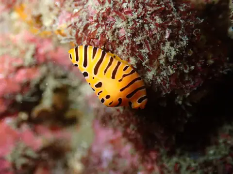 虎模様の外套膜で殻を覆うトラフケボリ