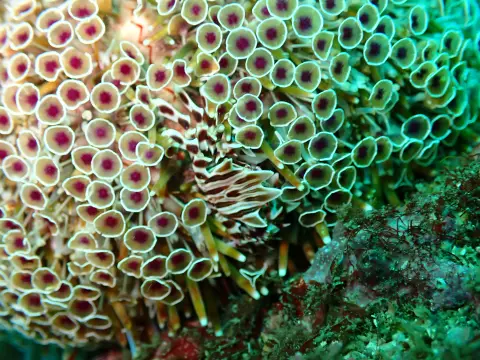 ウニの棘のあいだにいる、しま模様のゼブラガニ