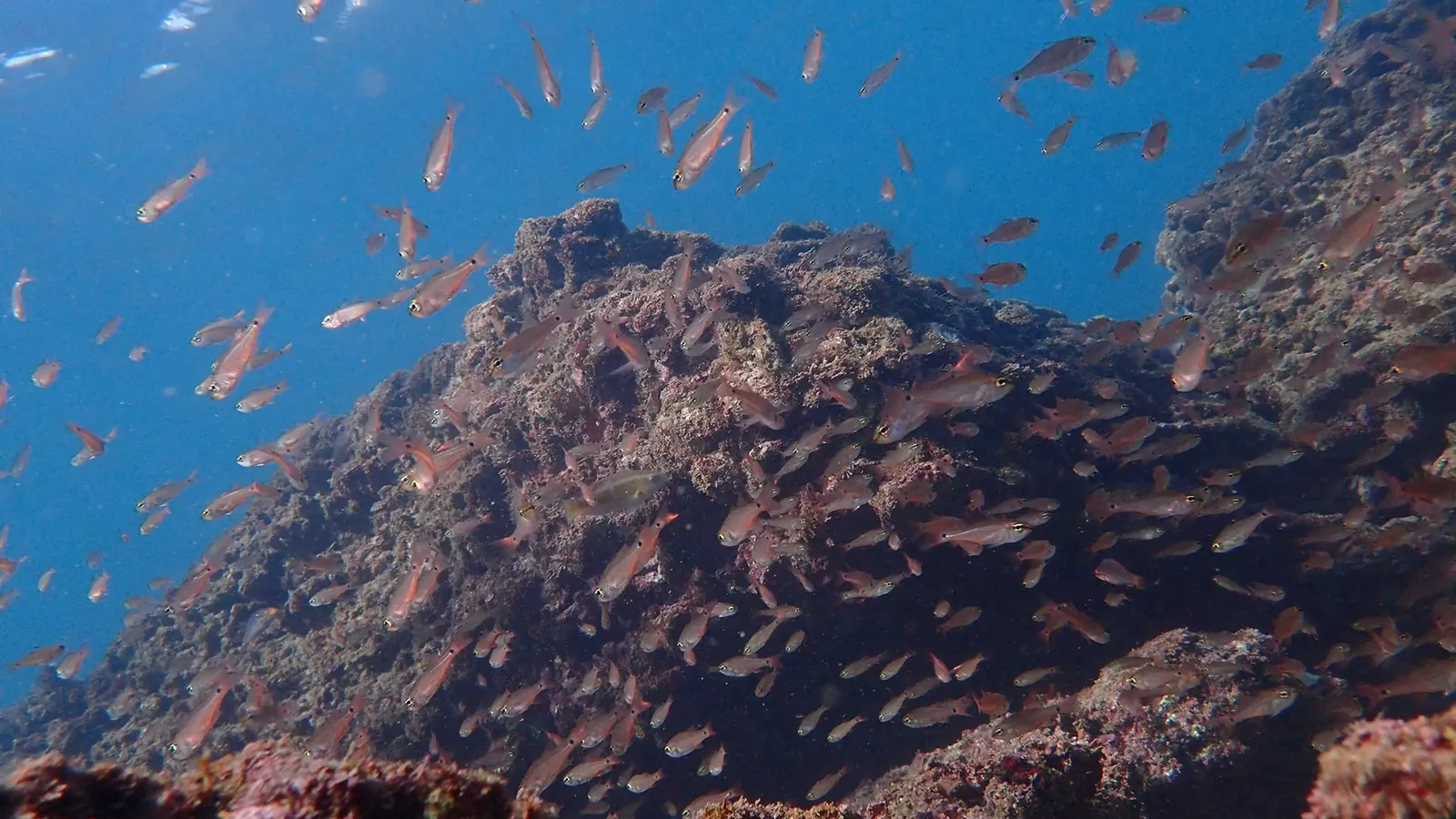 11月の三浦の青い海で、小さな魚の群れが岩のまわりを泳ぐ
