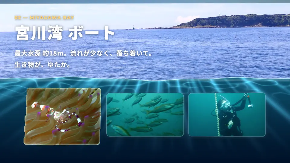 宮川湾の海面と、水中で見られる生き物やダイバーの写真