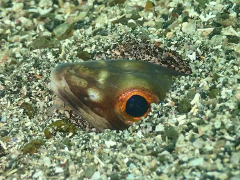 砂地から顔を出すハナアナゴ