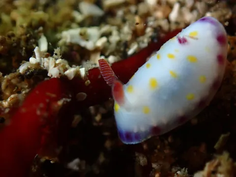宮川湾のコモンウミウシ