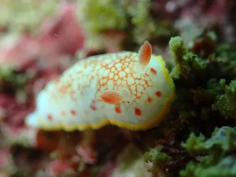 三浦の海のサラサウミウシ