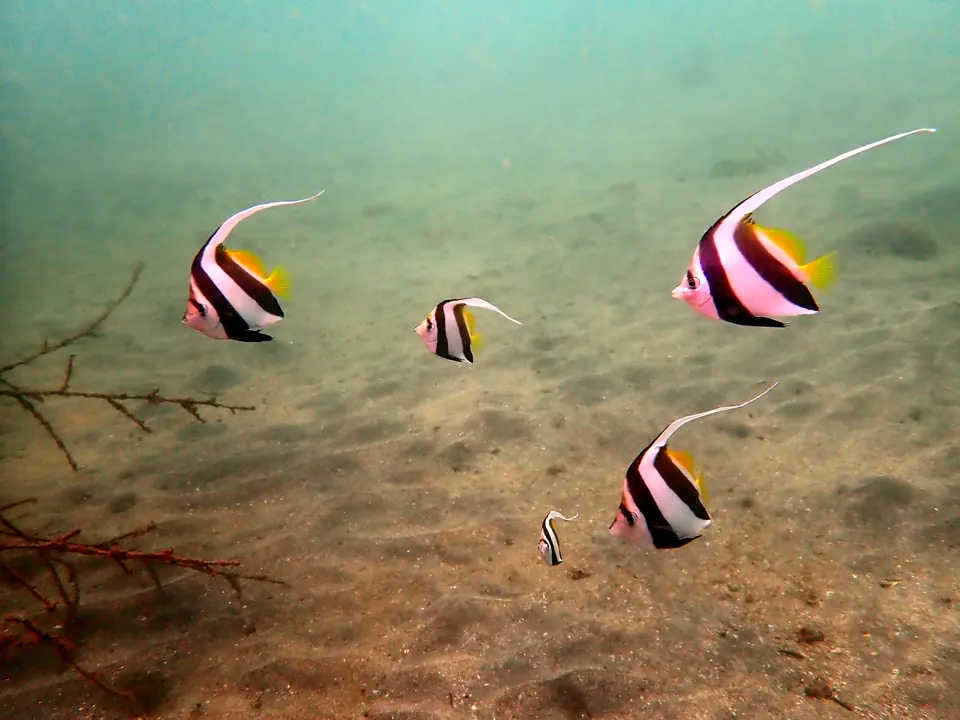 砂地の上を泳ぐ、白と黒のしま模様の魚たち
