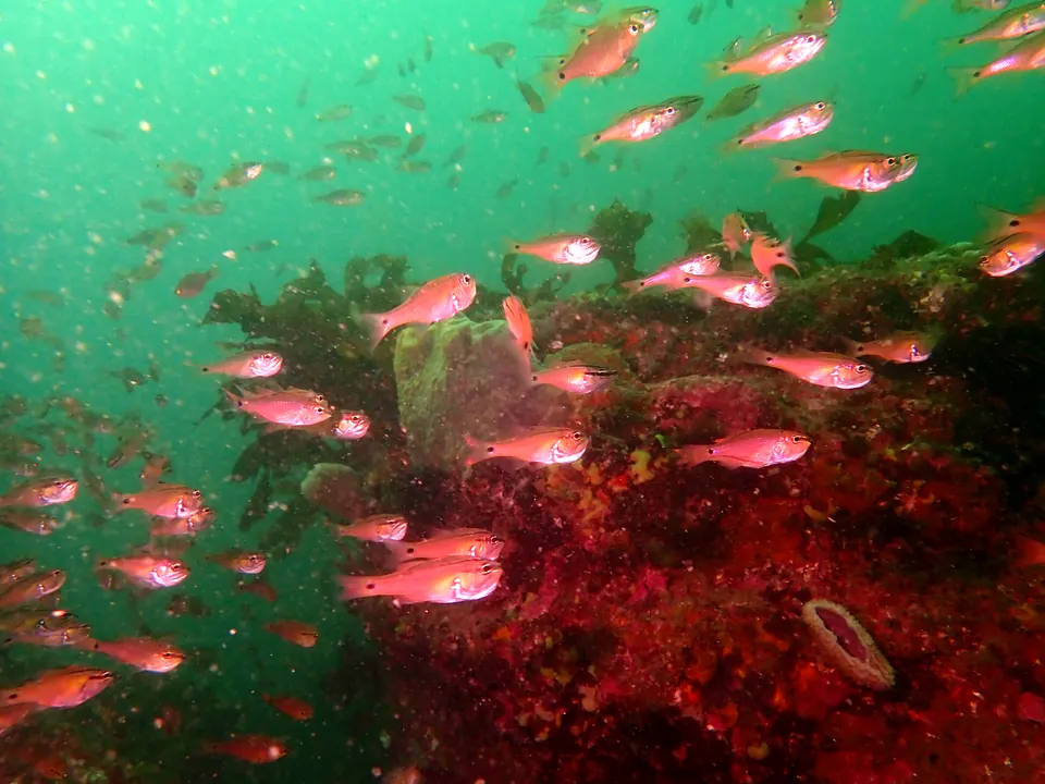 赤い海藻の根のまわりを群れて泳ぐ、赤い小魚たち