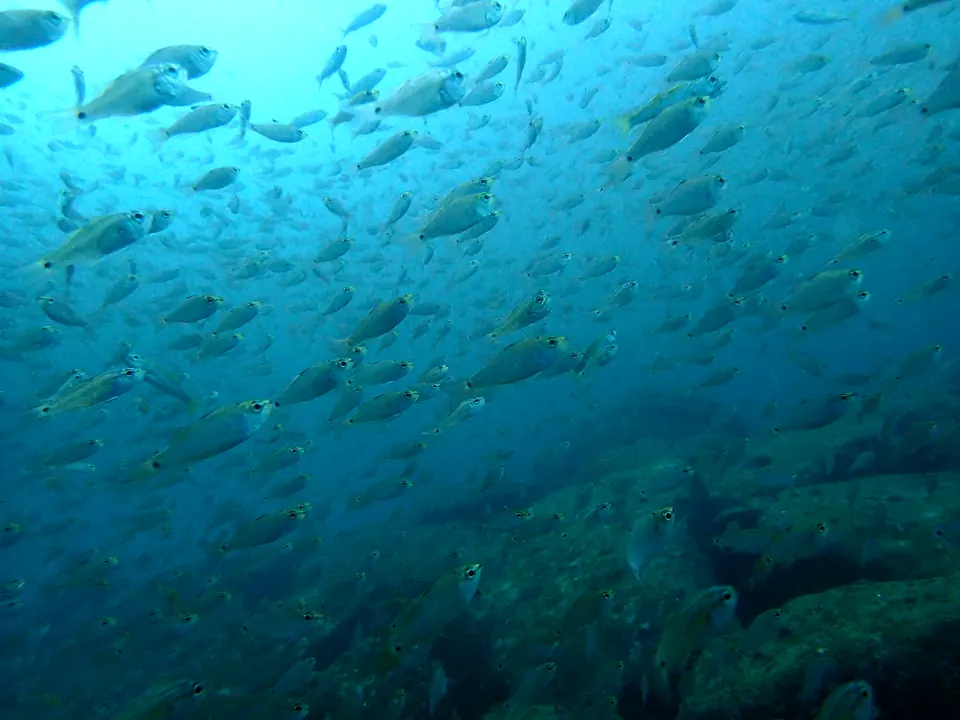 三浦の海で群れて泳ぐ魚たち
