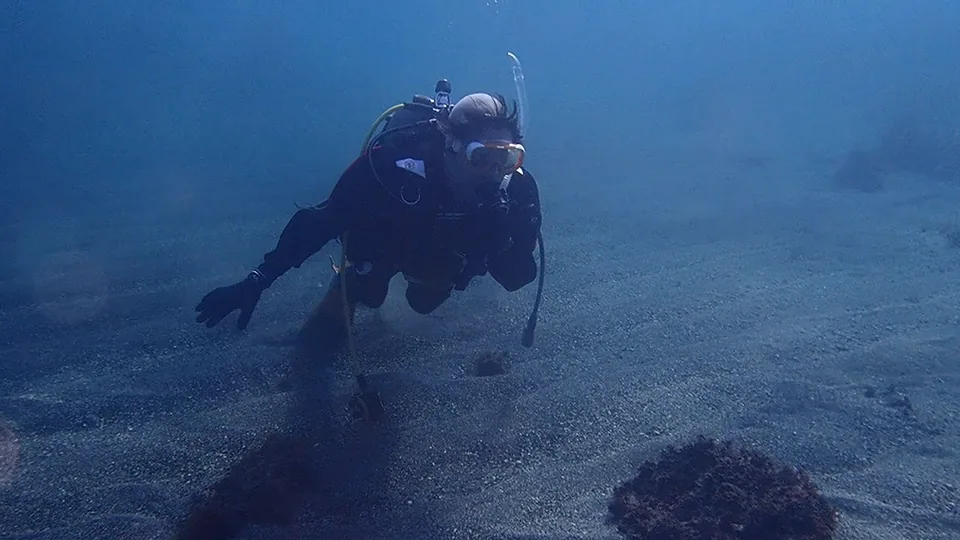 冬の三浦の海。青く澄んだ水の中を、ドライスーツのダイバーが泳いでいる（2026年1月26日）